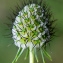  Jean-Jacques Houdré - Scabiosa columbaria L.