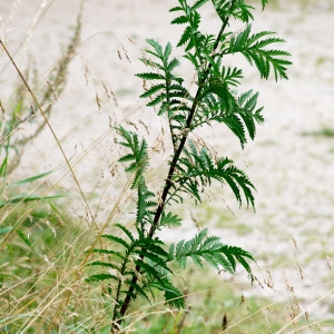 Photographie n°96282 du taxon Tanacetum vulgare L. [1753]