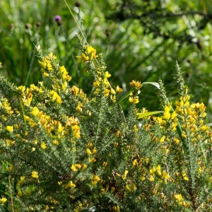 Photographie n°96283 du taxon Ulex minor Roth [1797]