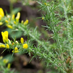 Photographie n°96284 du taxon Ulex minor Roth [1797]