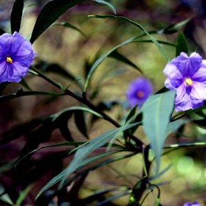 Photographie n°96294 du taxon Solanum laciniatum Aiton [1789]