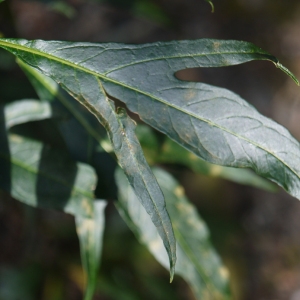 Photographie n°96297 du taxon Solanum laciniatum Aiton [1789]