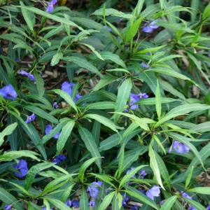 Photographie n°96299 du taxon Solanum laciniatum Aiton [1789]