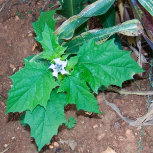 Photographie n°96330 du taxon Datura stramonium var. tatula (L.) Torr. [1824]