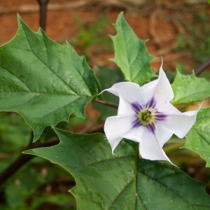  - Datura stramonium var. tatula (L.) Torr. [1824]