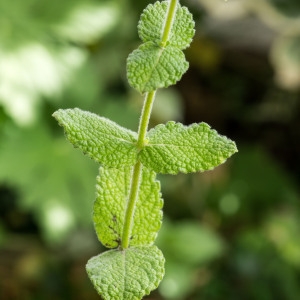 Photographie n°96338 du taxon Mentha suaveolens Ehrh. [1792]