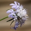  Jean-Jacques Houdré - Scabiosa columbaria L. [1753]