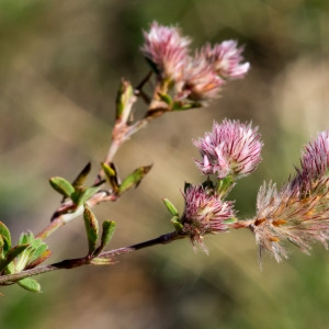 Photographie n°96352 du taxon Trifolium arvense L.