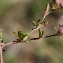  Jean-Jacques Houdré - Trifolium arvense L.