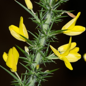 Photographie n°96355 du taxon Ulex minor Roth [1797]