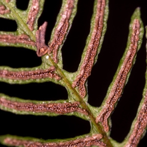 Blechnum boreale Sw. (Blechne)