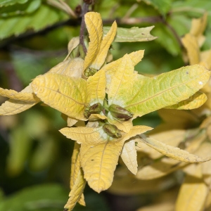 Photographie n°96363 du taxon Carpinus betulus L.