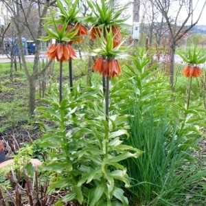  - Fritillaria imperialis L. [1753]