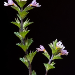 Photographie n°96365 du taxon Euphrasia officinalis subsp. pratensis Schübler & G.Martens [1834]