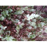 Hymenophyllum sp.