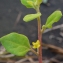  Liliane Roubaudi - Tetragonia tetragonoides (Pall.) Kuntze [1891]