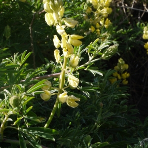 Lupinus arboreus Sims (Lupin)