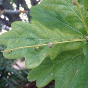 Photographie n°96442 du taxon Quercus robur L. [1753]