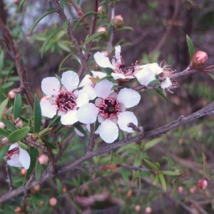 Photographie n°96445 du taxon Leptospermum 