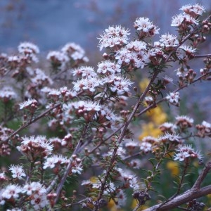 Photographie n°96453 du taxon Leptospermum 