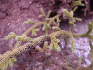 Genevieve Botti, le  6 novembre 2012 (Nouvelle-Zélande (Waimangu))