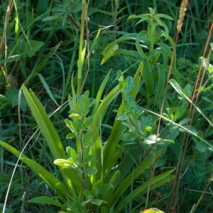 Photographie n°96486 du taxon Gymnadenia conopsea (L.) R.Br. [1813]