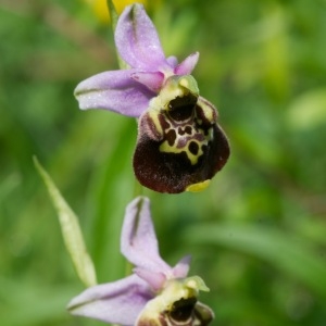 Photographie n°96488 du taxon Ophrys fuciflora (F.W.Schmidt) Moench [1802]
