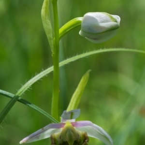 Photographie n°96489 du taxon Ophrys fuciflora (F.W.Schmidt) Moench [1802]