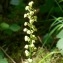  Claire Sutter - Orchis anthropophora (L.) All. [1785]