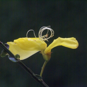 Photographie n°96505 du taxon Cytisus scoparius (L.) Link [1822]