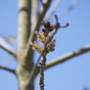 Photographie n°96513 du taxon Fraxinus excelsior L. [1753]