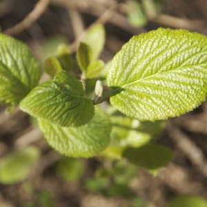 Photographie n°96515 du taxon Viburnum lantana L. [1753]