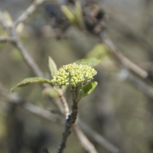 Photographie n°96518 du taxon Viburnum lantana L. [1753]