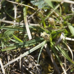 Photographie n°96519 du taxon Carex caryophyllea Latourr. [1785]