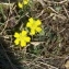  Claire Sutter - Potentilla reptans L. [1753]