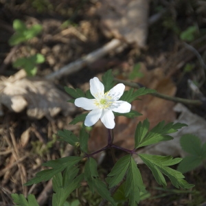 Photographie n°96527 du taxon Anemone nemorosa L. [1753]