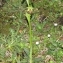 Frédéric MÉLIER - Ophrys exaltata subsp. marzuola Geniez, Melki & R.Soca [2002]