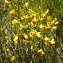  Liliane Roubaudi - Cytisus scoparius (L.) Link [1822]