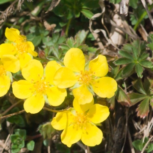 Potentilla chrysantha subsp. fagineicola (Lamotte) O.Bolòs & Vigo (Potentille)