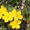  Jean-Jacques Houdré - Potentilla heptaphylla subsp. fagineicola (Lamotte) P.Fourn. [1936]