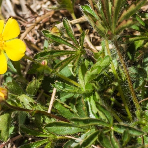  - Potentilla heptaphylla subsp. fagineicola (Lamotte) P.Fourn. [1936]