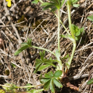 Photographie n°96563 du taxon Potentilla heptaphylla subsp. fagineicola (Lamotte) P.Fourn. [1936]