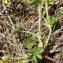  Jean-Jacques Houdré - Potentilla heptaphylla subsp. fagineicola (Lamotte) P.Fourn. [1936]