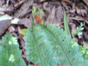 Genevieve Botti, le  7 novembre 2012 (Nouvelle-Zélande (Taupo))