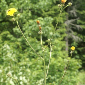 Photographie n°96609 du taxon Picris hieracioides L. [1753]