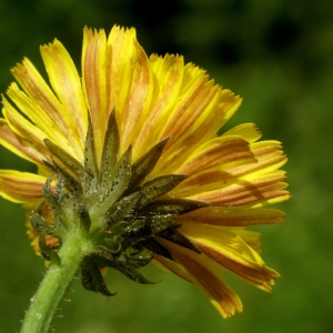 Photographie n°96612 du taxon Picris hieracioides L. [1753]