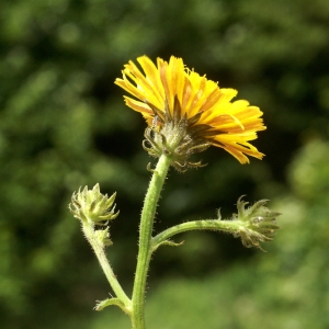 Photographie n°96613 du taxon Picris hieracioides L. [1753]