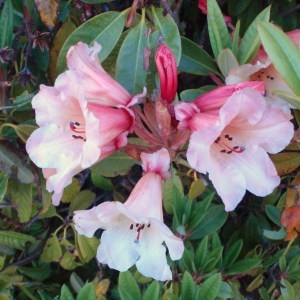 Photographie n°96617 du taxon Rhododendron L. [1753]