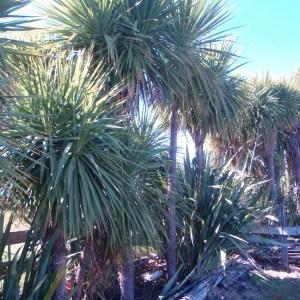 Photographie n°96621 du taxon Cordyline australis (G.Forst.) Endl. [1833]