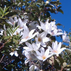 Photographie n°96650 du taxon Clematis L. [1753]